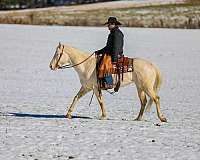 beginner-quarter-horse