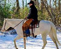 husband-safe-quarter-horse