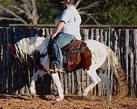 beginner-safe-quarter-horse