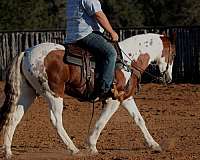 ranch-work-quarter-horse