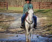 trail-quarter-horse