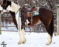 beginner-safe-quarter-horse