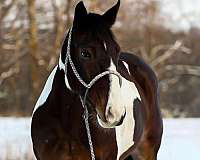 ranch-work-quarter-horse