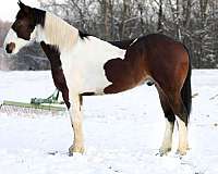 tobiano-4-stockings-blaze-horse