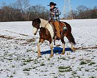 beginner-quarter-horse