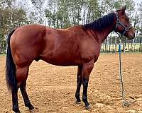 great-young-quarter-horse