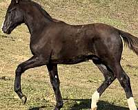 dutch-warmblood-horse