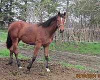 stripe-2-white-feet-horse