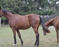 liver-chestnut-stripe-2-white-feet-horse