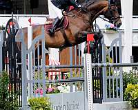 liver-chestnut-dutch-warmblood-filly