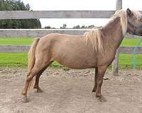 beginner-miniature-horse