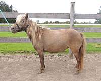 breeding-miniature-horse