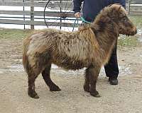 companion-miniature-horse