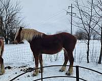 cart-belgian-horse