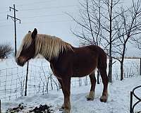 build-belgian-horse