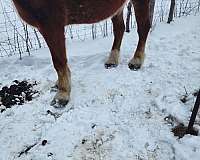 draft-broodmare-belgian-horse