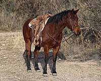 quarter-horse