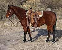 ranch-work-quarter-horse