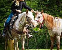 ranch-work-quarter-horse