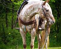 all-around-quarter-horse