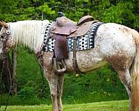 all-aspects-quarter-horse