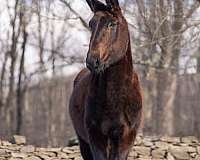 ranch-work-quarter-horse