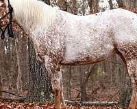 quarter-horse