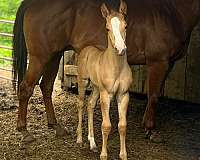 quarter-horse-mare