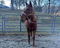 barrel-trail-foal