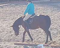 dressage-thoroughbred-pony