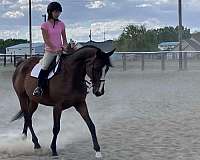 english-pleasure-thoroughbred-pony