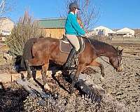 equitation-thoroughbred-pony