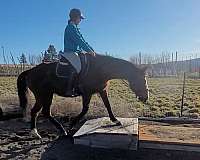 eventing-thoroughbred-pony