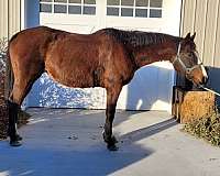 hunter-thoroughbred-pony