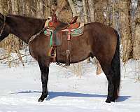 beginner-safe-quarter-horse