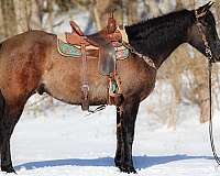 ranch-work-quarter-horse