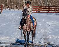 grulla-quarter-horse