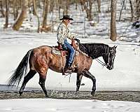 lesson-quarter-horse