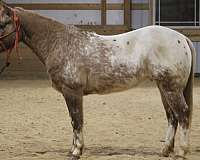 beginner-safe-quarter-horse