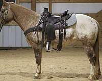 all-around-quarter-horse