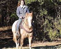 husband-safe-quarter-horse