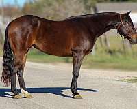 ranch-work-quarter-horse