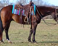 athletic-quarter-horse