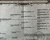 trail-quarter-horse