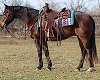 calf-roping-quarter-horse