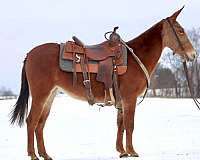 ranch-work-quarter-horse