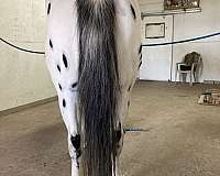 leopard-horse