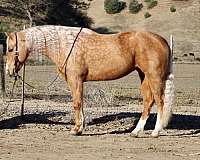 beginner-safe-quarter-horse