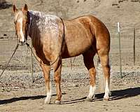 palomino-blaze-horse