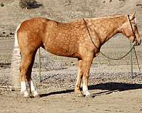 quarter-horse